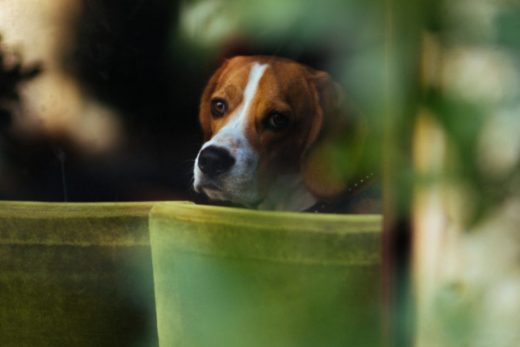 9 Popular Houseplants That Are Toxic to Dogs