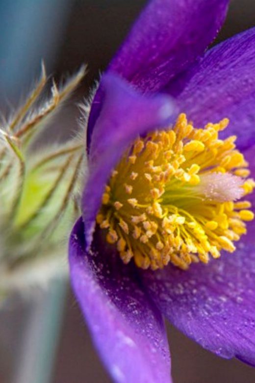 Autumn Crocus Plant Profile