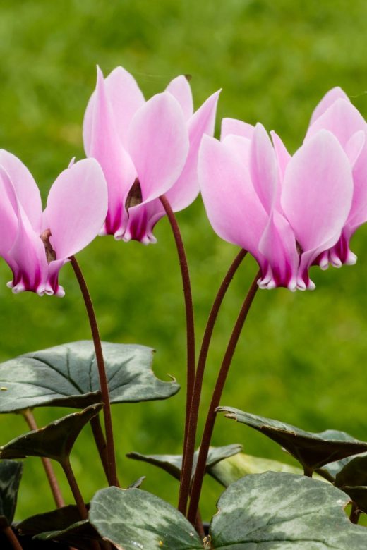 New Trend House Plant : Cyclamen