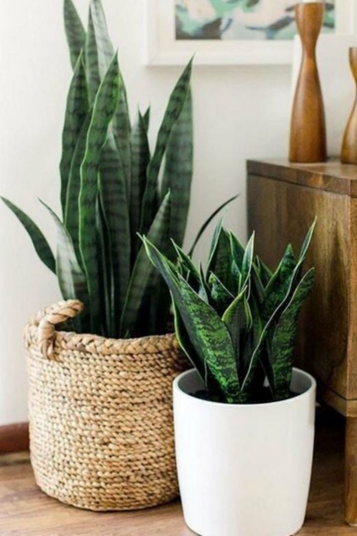 The Varieties Of Indoor Plants And Best Indoor Plants